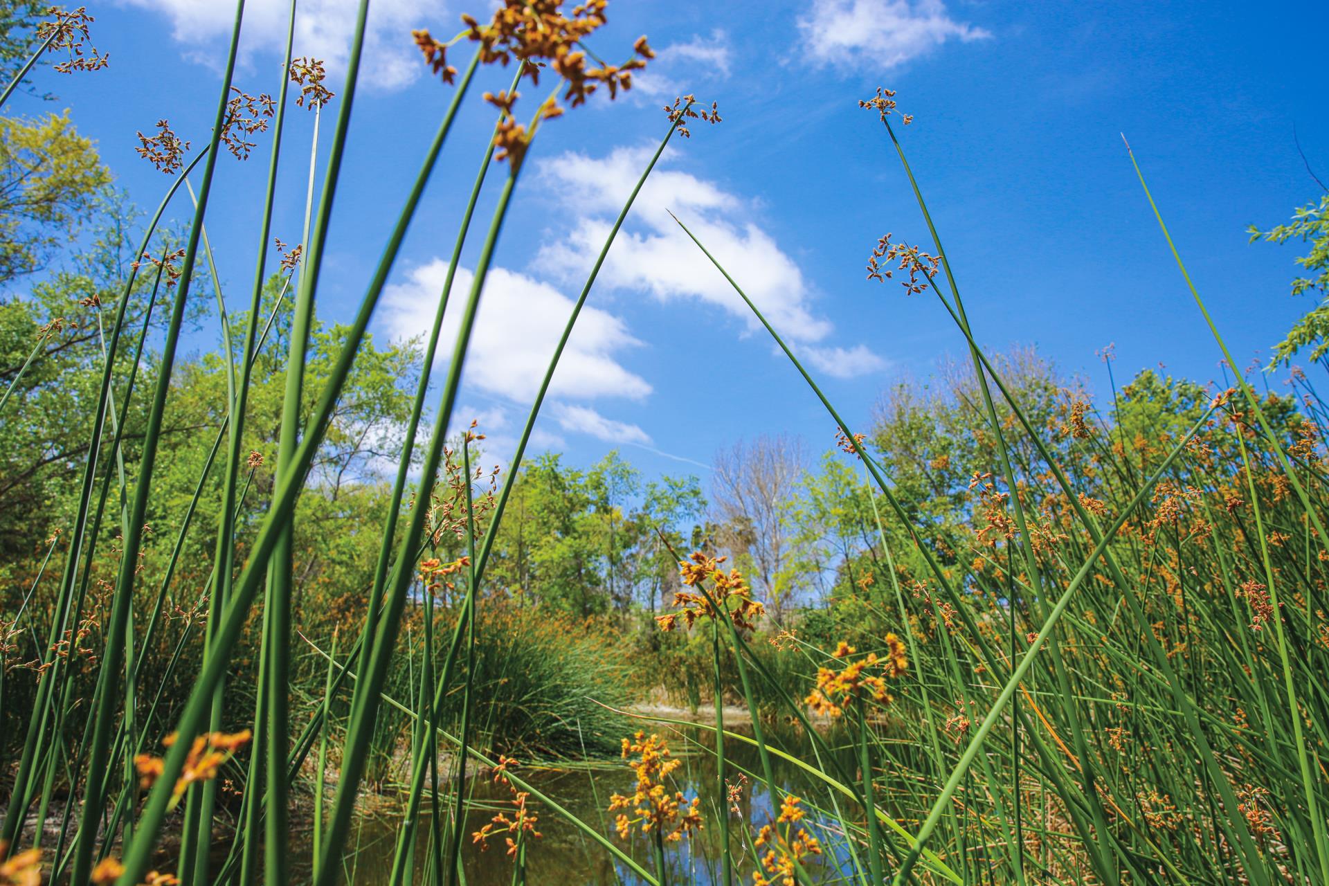 Bixby Marshland