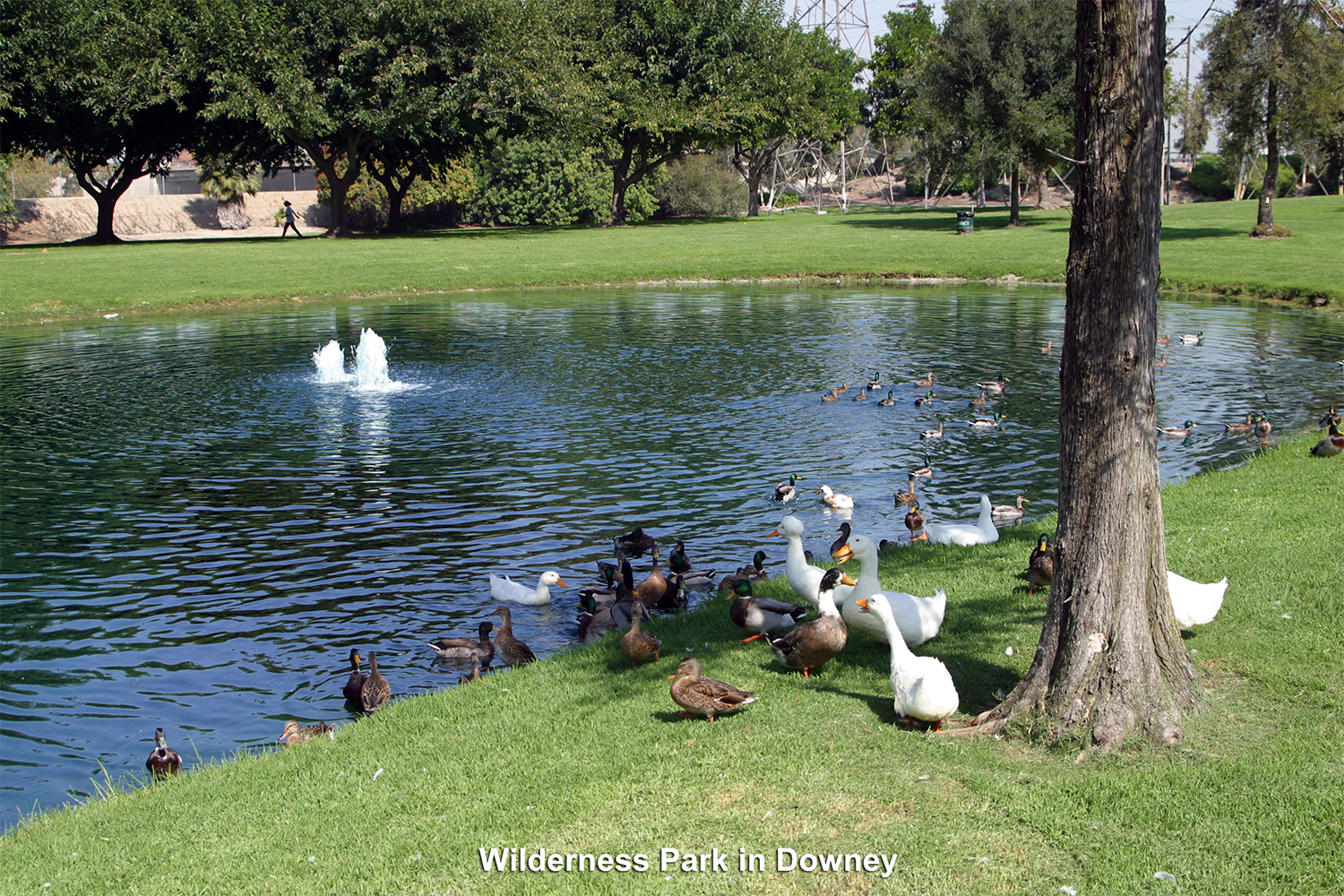 Wilderness Park in Downey