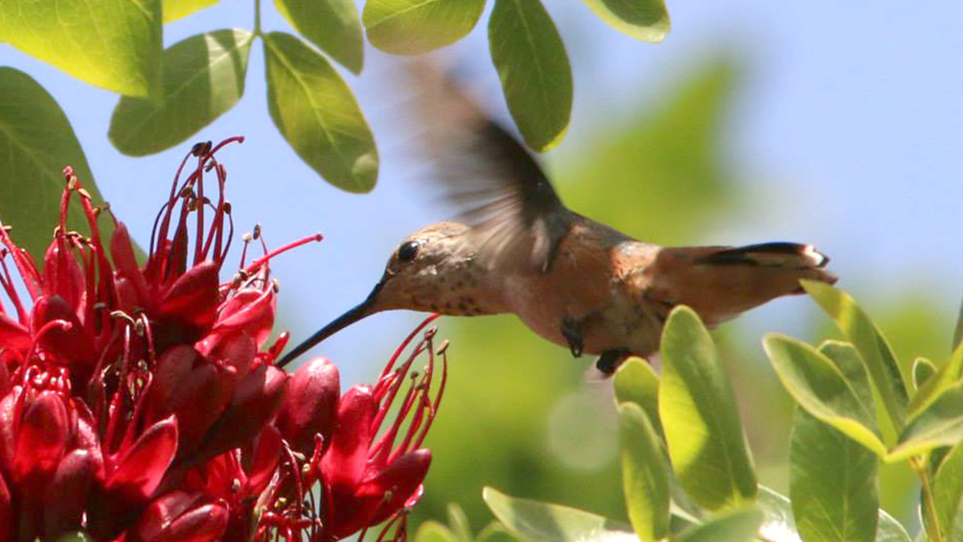 Hummingbird