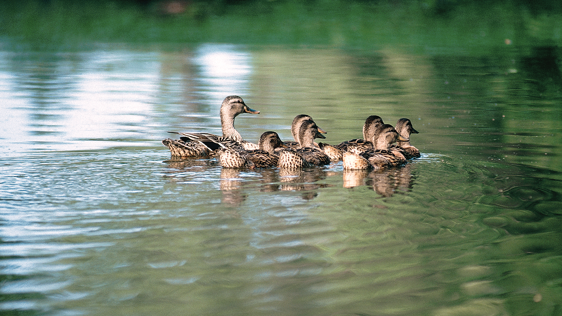 Ducks